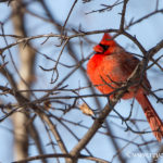 cardinal rouge male 15 7900 1